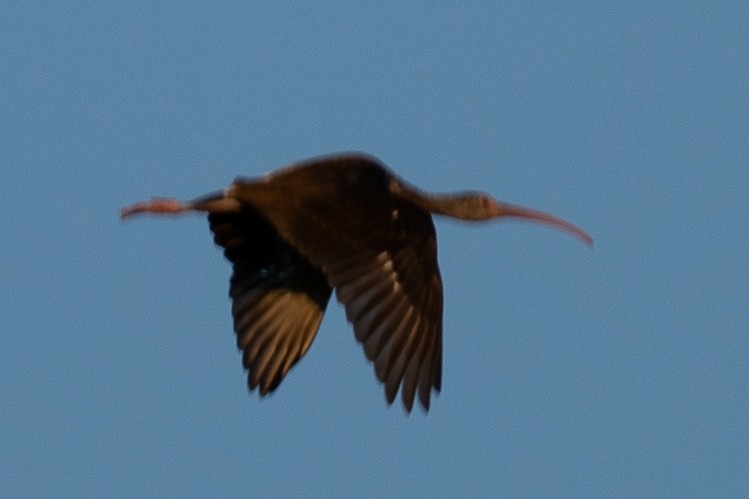 White Ibis - ML623778810