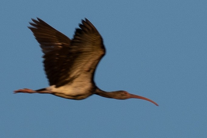 White Ibis - ML623778814