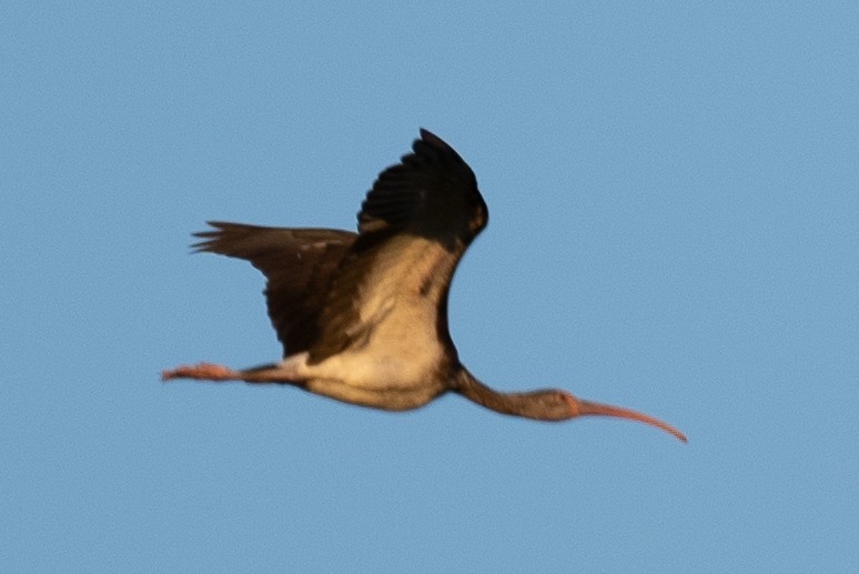 White Ibis - ML623778815