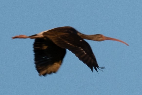 White Ibis - ML623778817