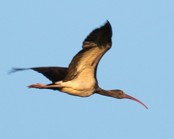 White Ibis - ML623778820