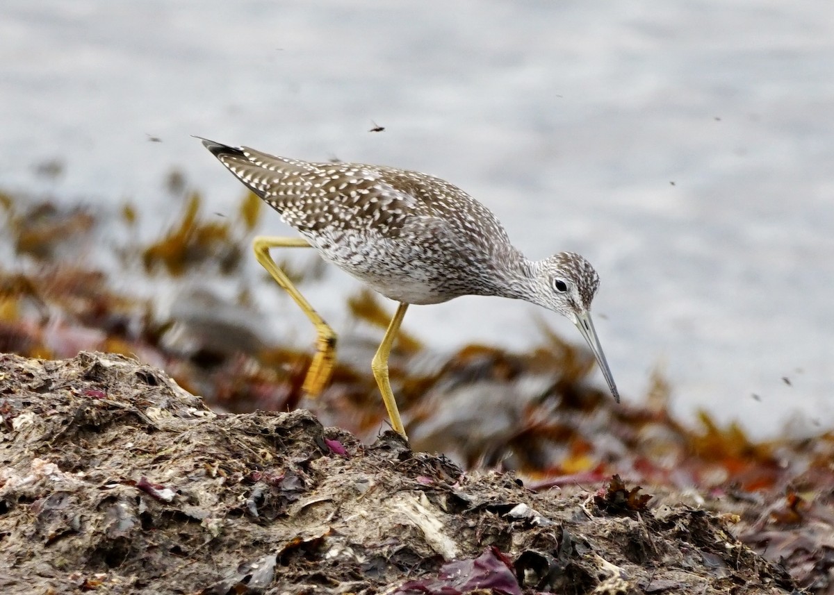 Greater Yellowlegs - ML623778825