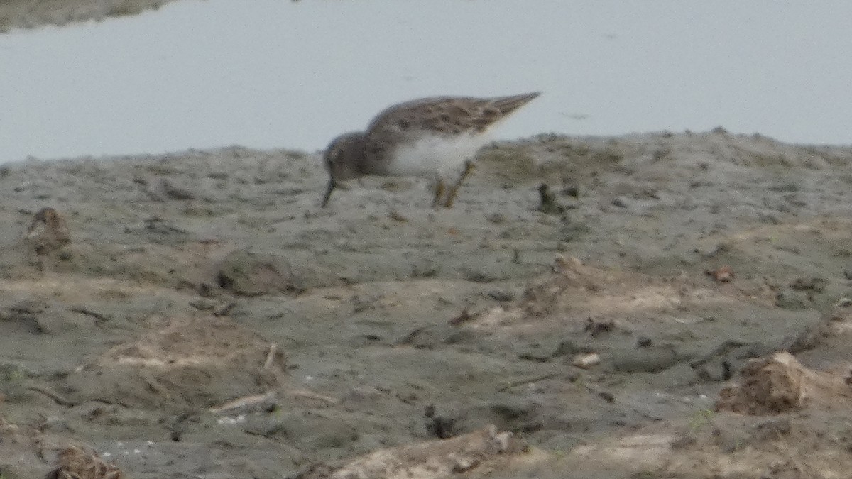 Least Sandpiper - ML623778837