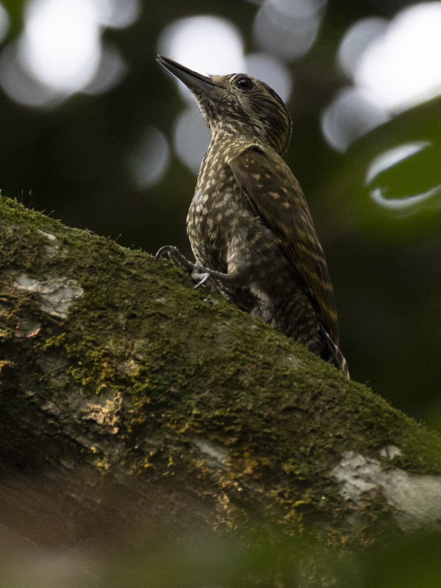 White-spotted Woodpecker - Renato Banzai