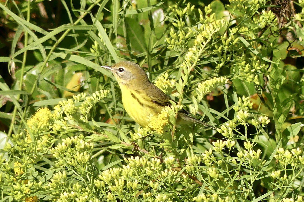 Prairie Warbler - ML623778863