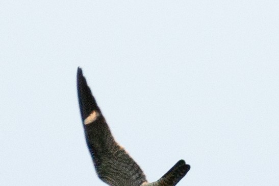 Common Nighthawk - ML623778876