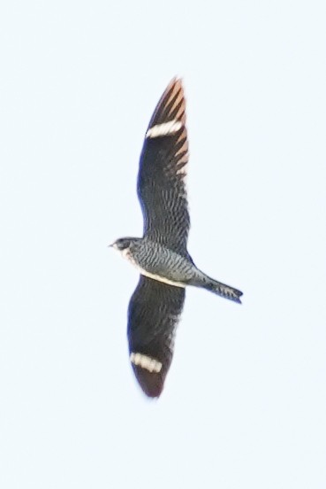 Common Nighthawk - ML623778879