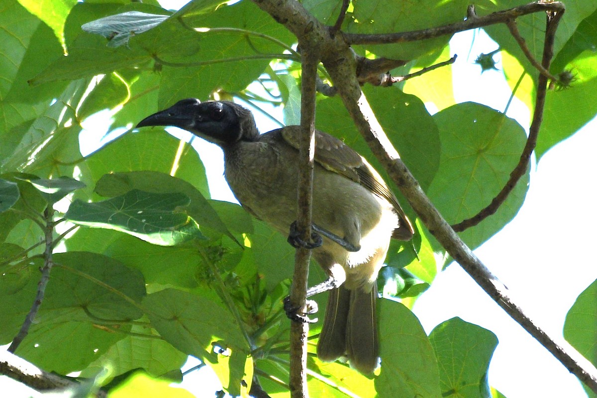 Helmeted Friarbird (Hornbill) - ML623778897