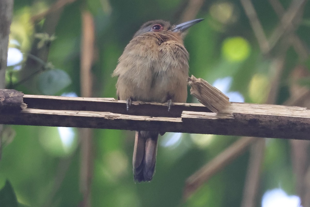 Fulvous-chinned Nunlet - ML623778901