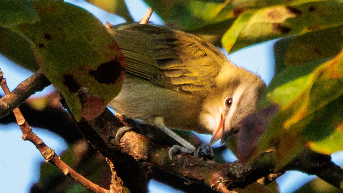 Red-eyed Vireo - ML623778918