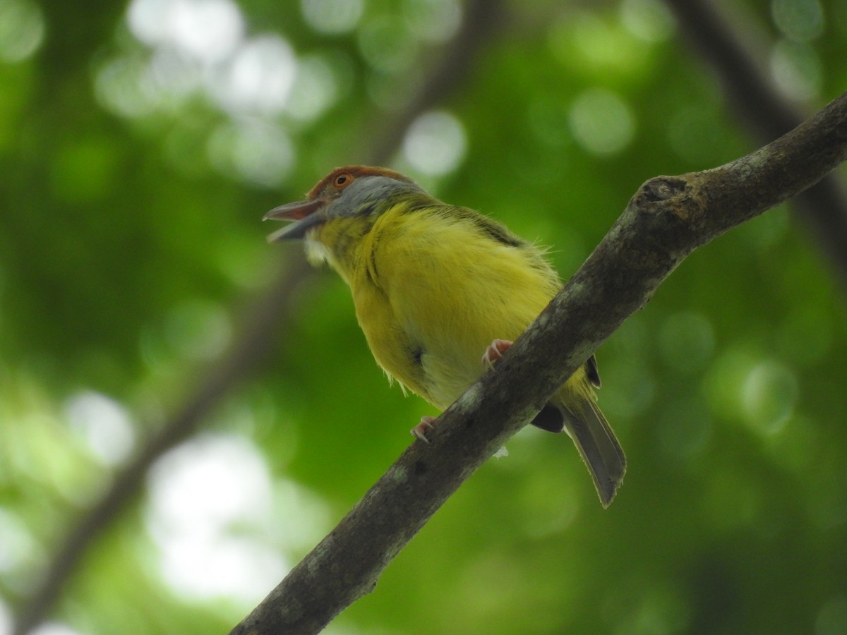 Rufous-browed Peppershrike - Clarivel Sanchez