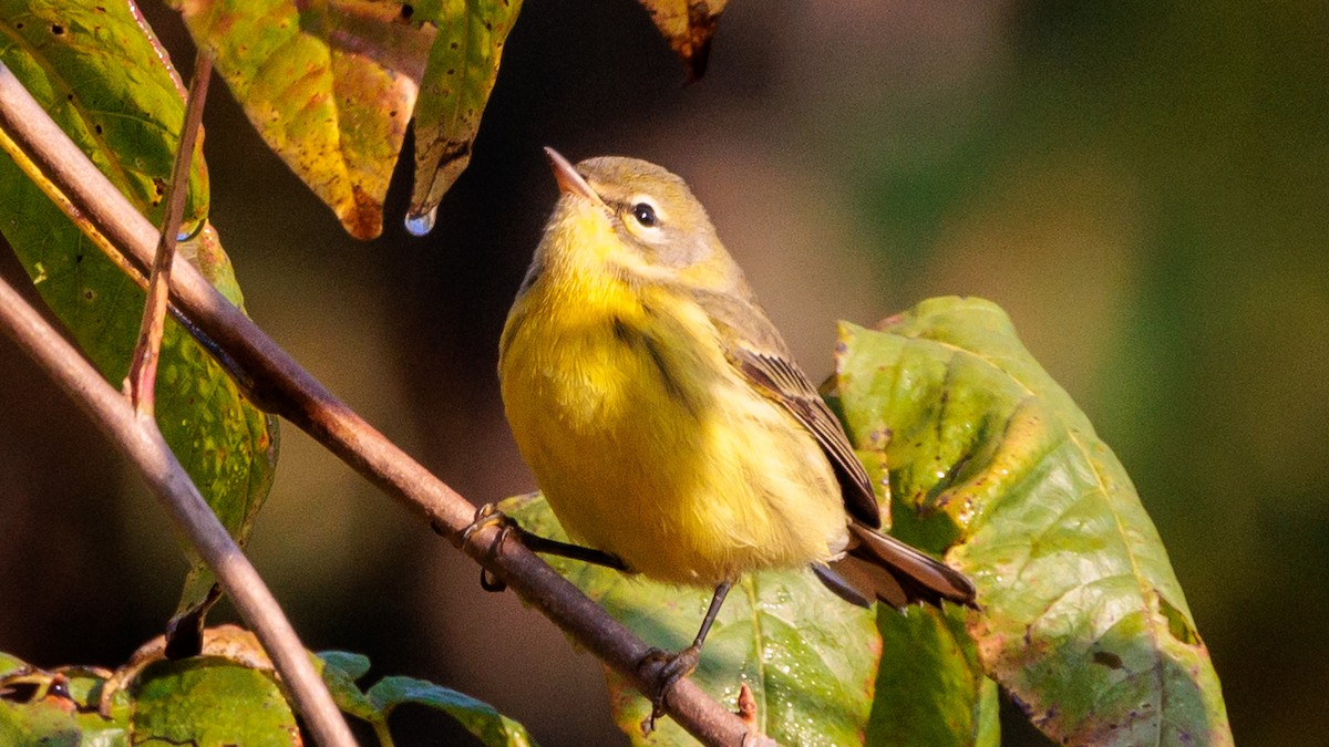 Magnolia Warbler - ML623778935