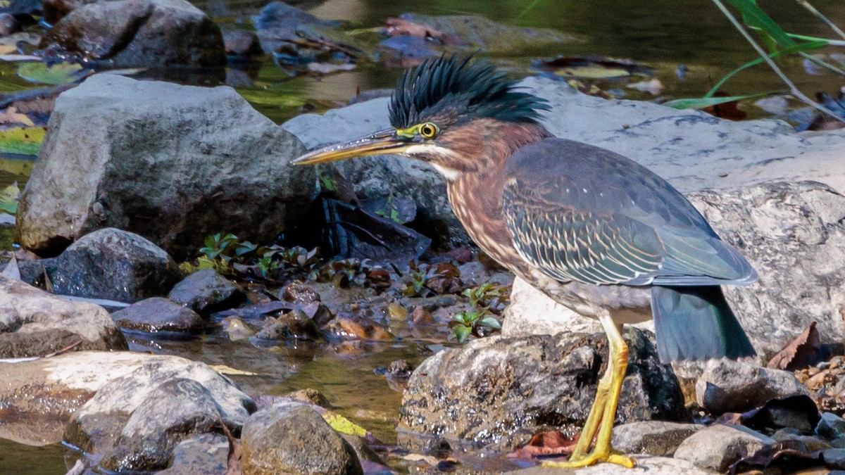 Green Heron - ML623778938