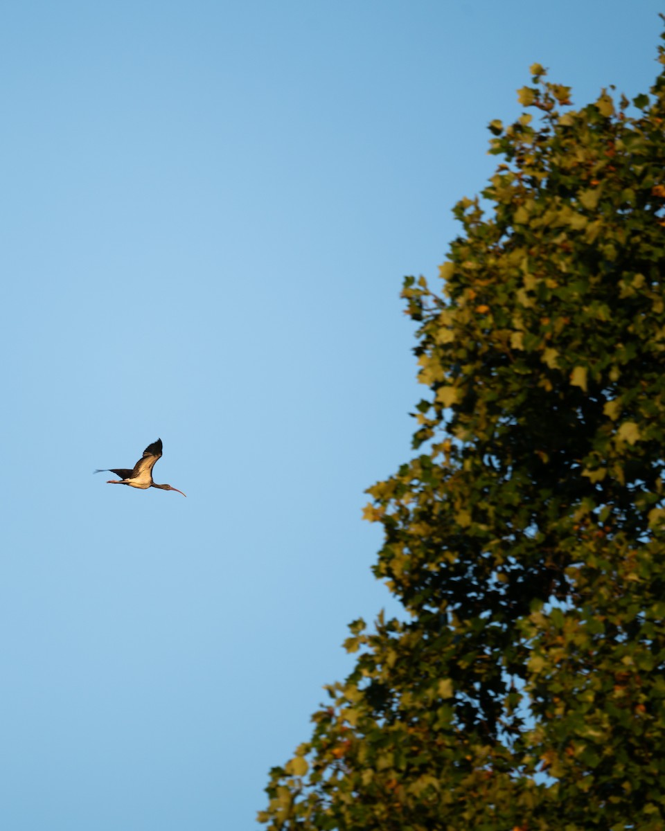 White Ibis - ML623778941