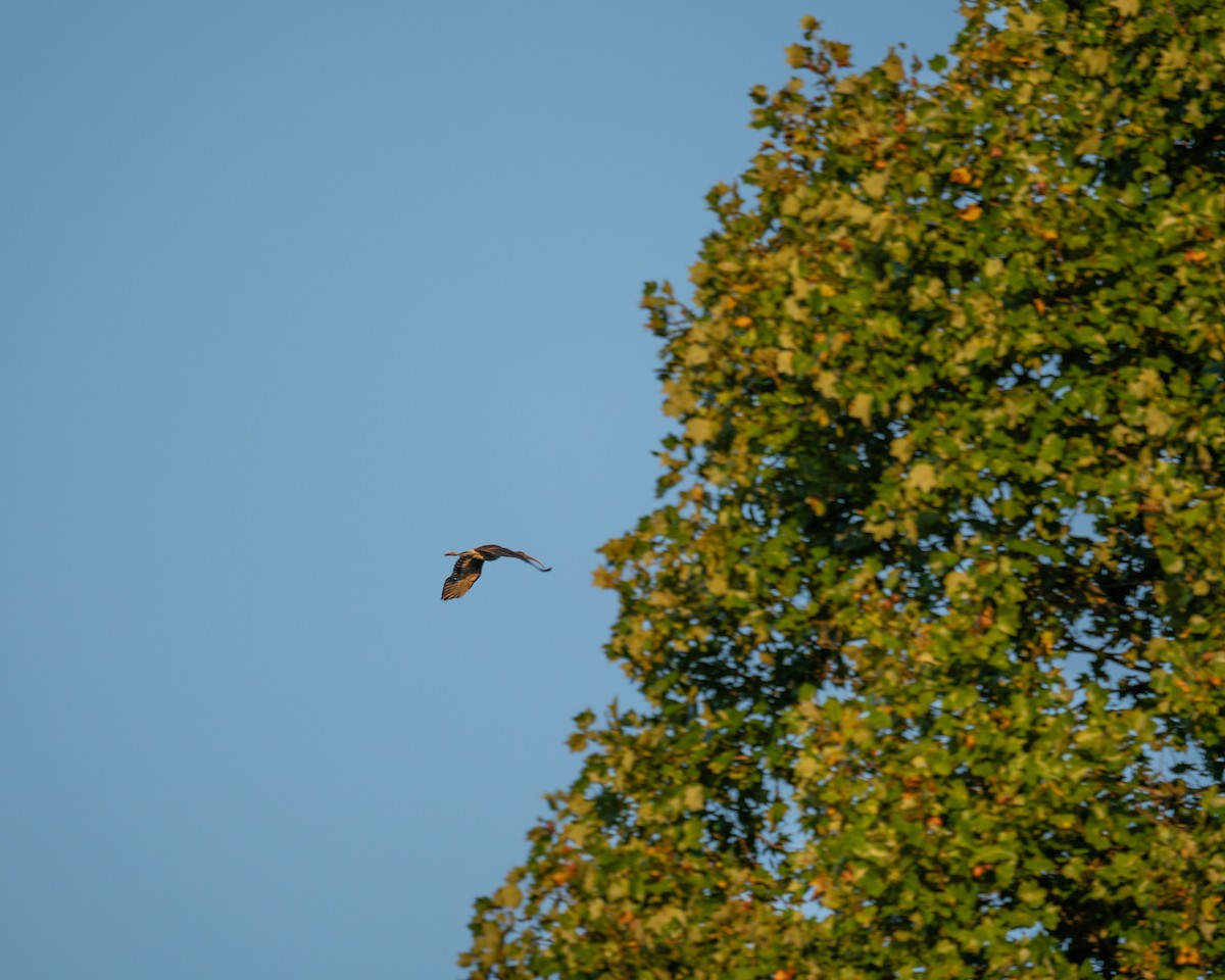 White Ibis - ML623778942