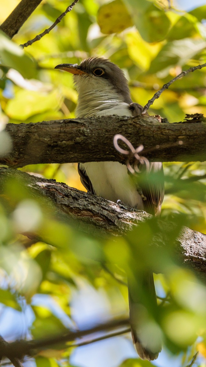 Yellow-billed Cuckoo - Brian Stamper