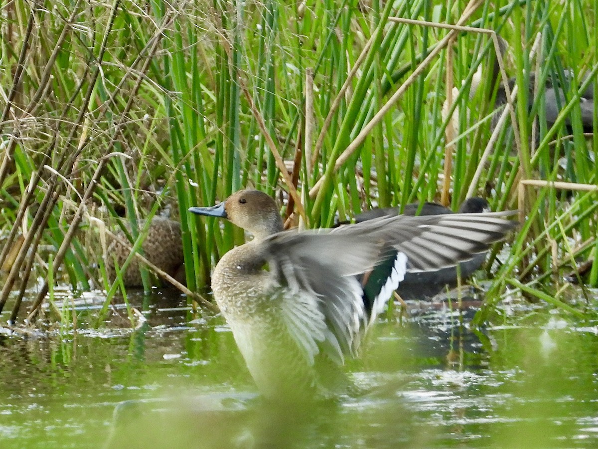 Northern Pintail - ML623778946