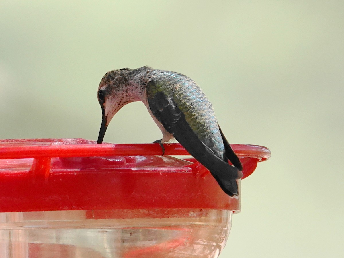 Black-chinned Hummingbird - ML623778957