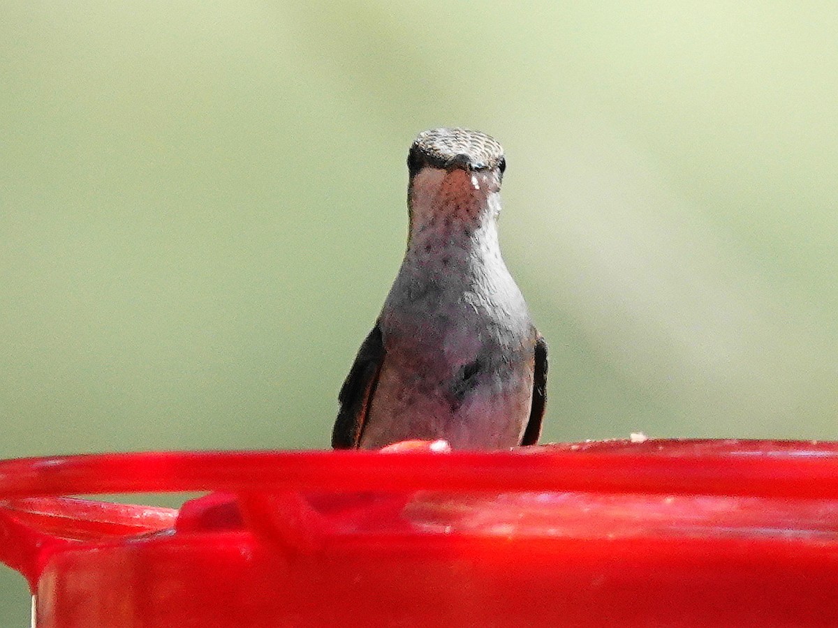 Black-chinned Hummingbird - ML623778958