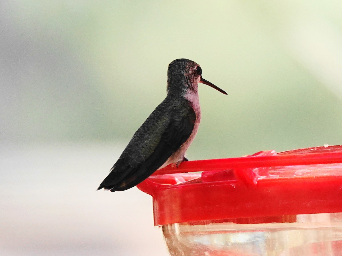 Black-chinned Hummingbird - ML623778959