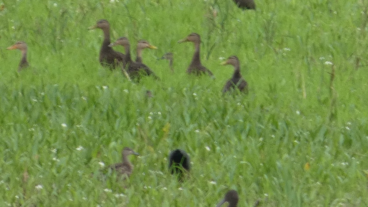 Mottled Duck - ML623778966