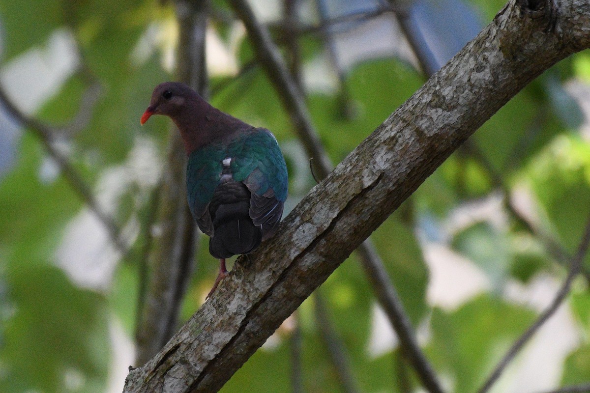 Pacific Emerald Dove - ML623778974