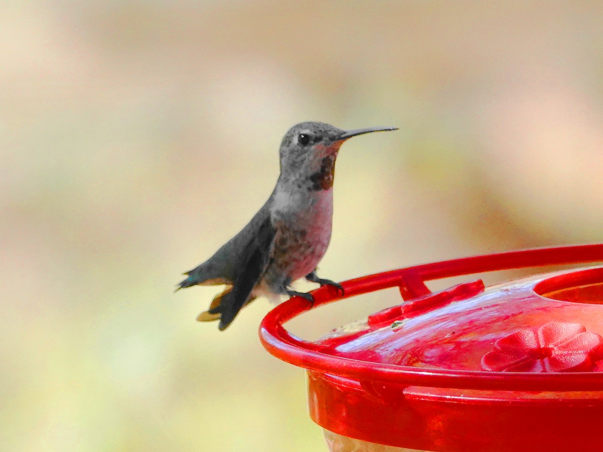 Anna's Hummingbird - ML623778975