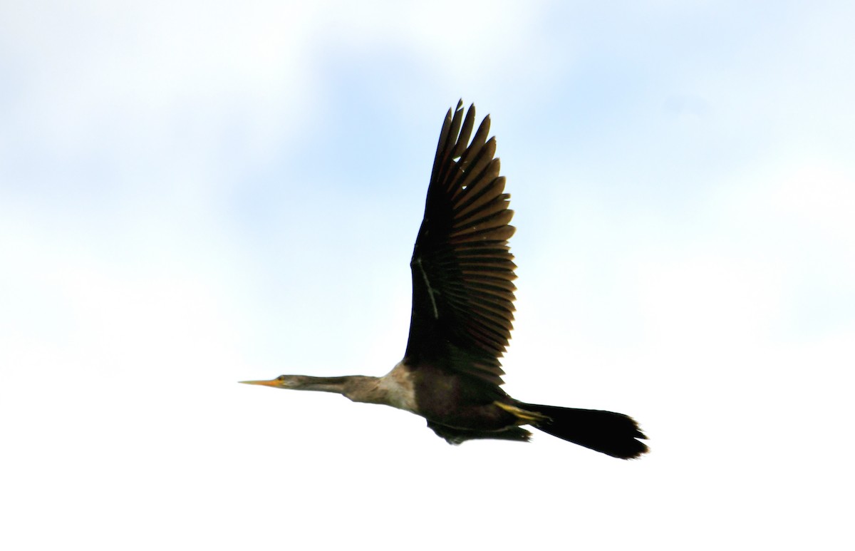 Anhinga Americana - ML623779001