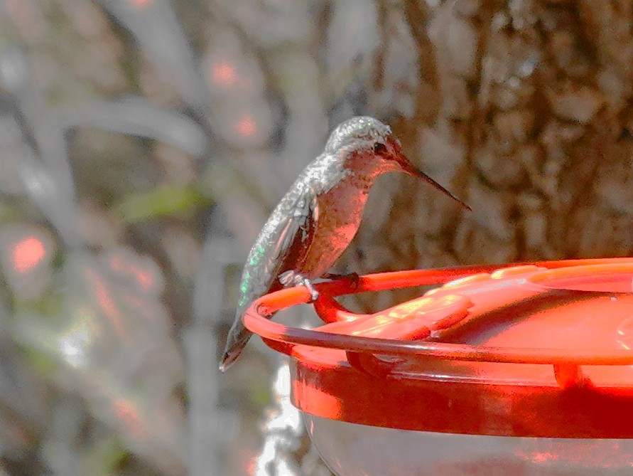 Rufous Hummingbird - Peter Herstein