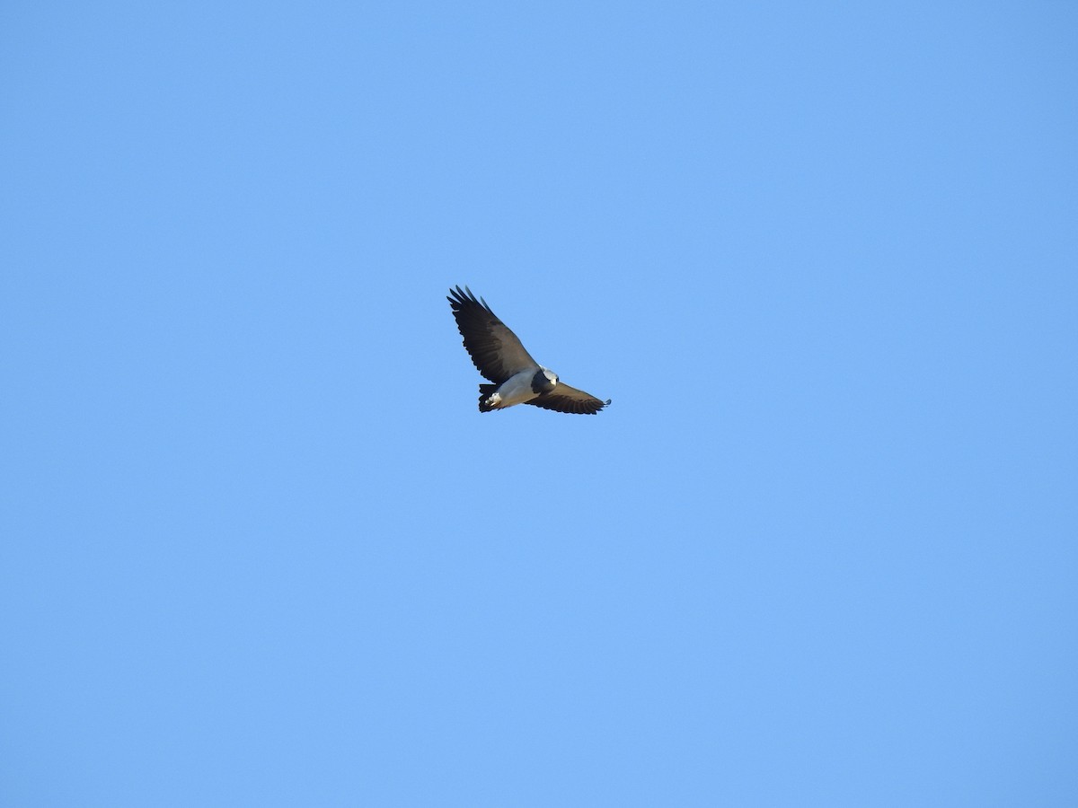 Black-chested Buzzard-Eagle - ML623779058