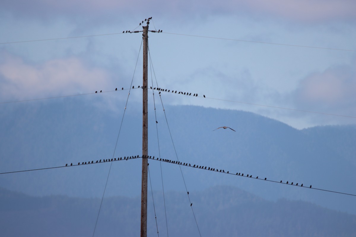 European Starling - ML623779109