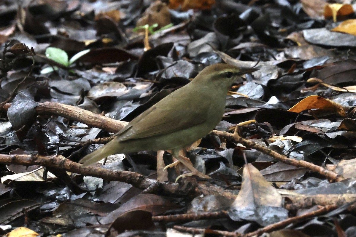 Swainson's Warbler - ML623779116