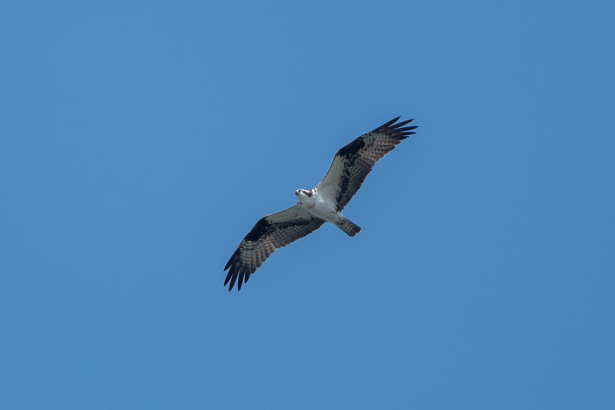 Águila Pescadora - ML623779118