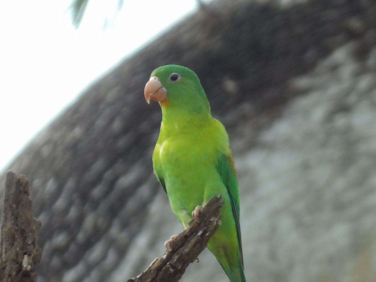 Orange-chinned Parakeet - ML623779127