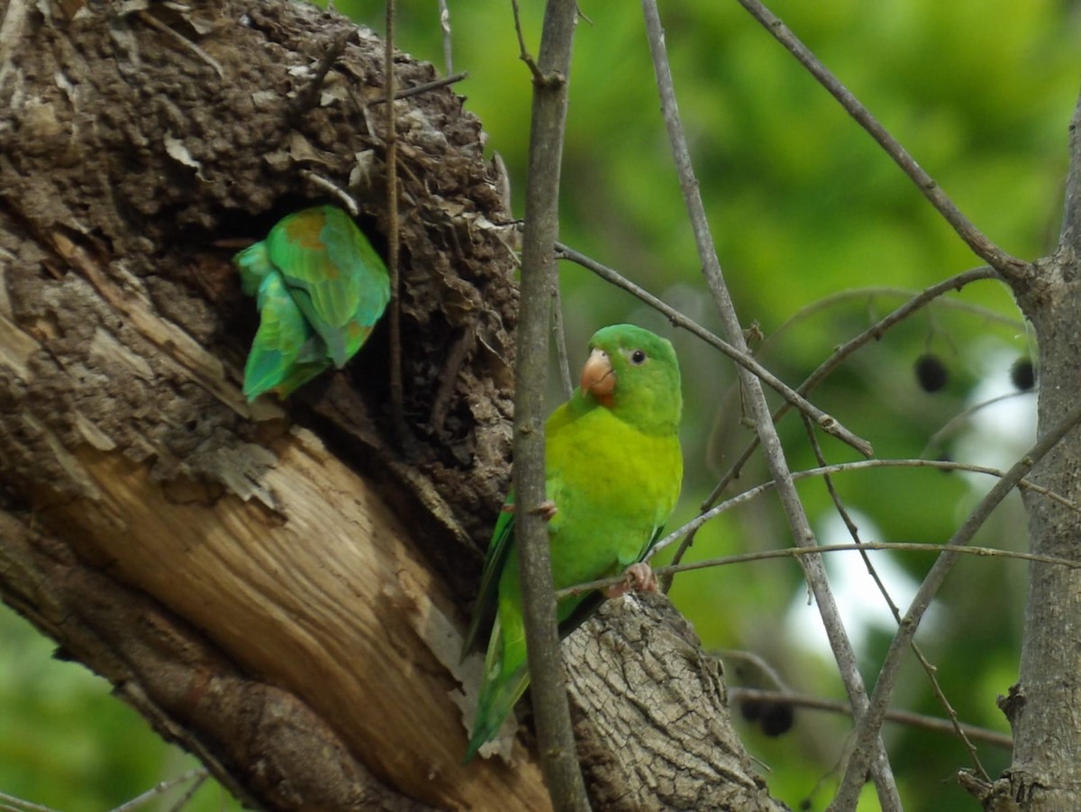 Orange-chinned Parakeet - ML623779128