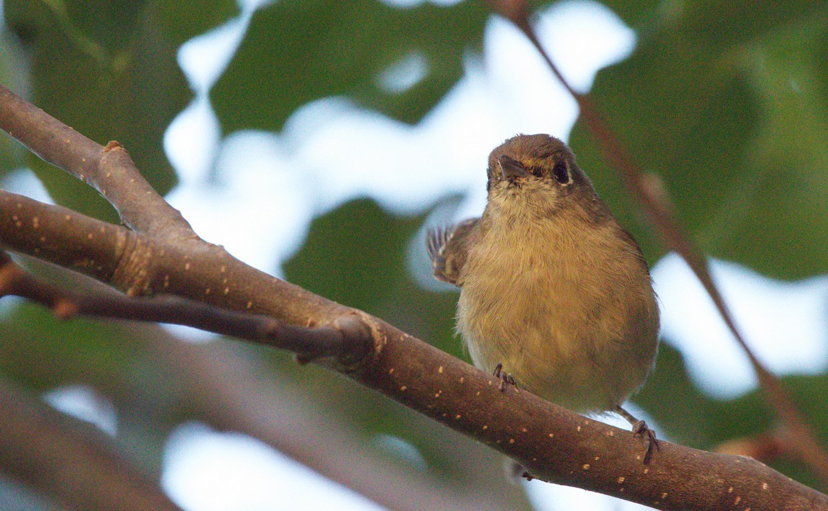 Hutton's Vireo - ML623779131