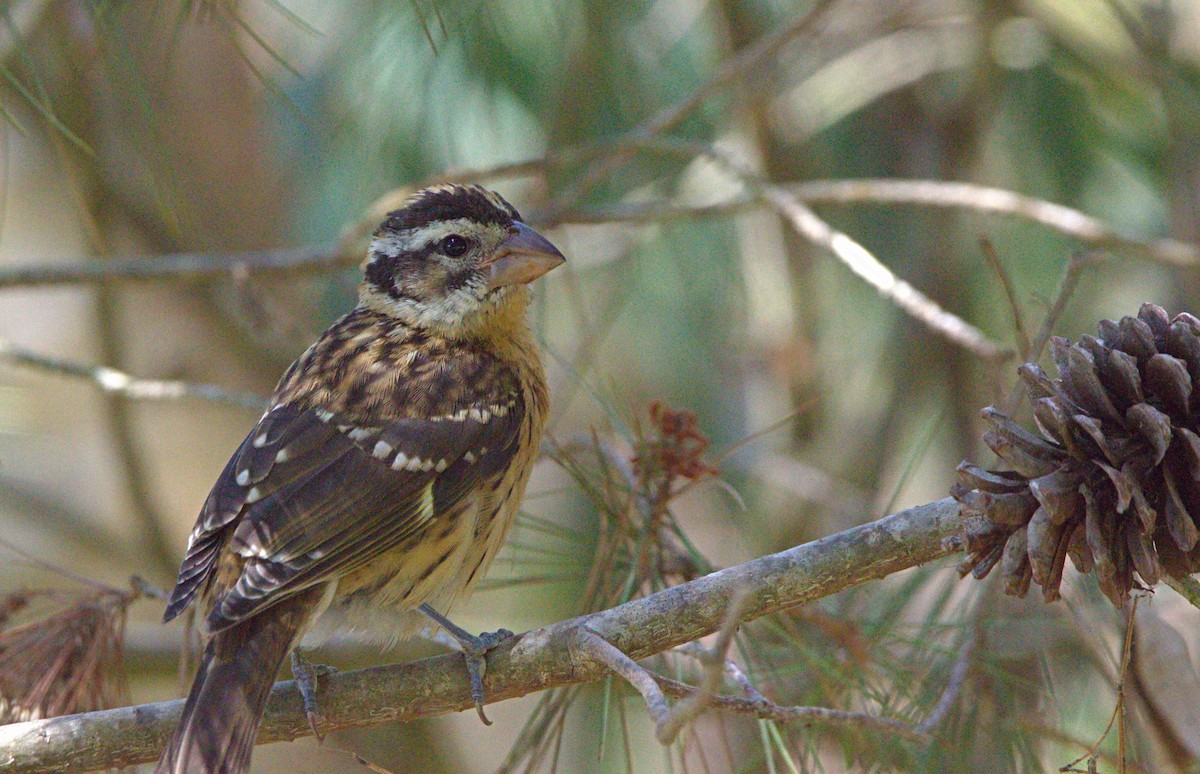 Black-headed Grosbeak - ML623779176