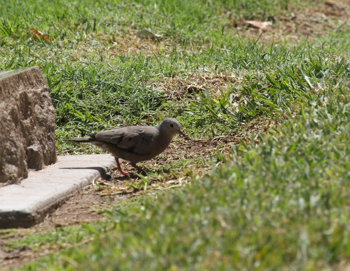 Common Ground Dove - ML623779207