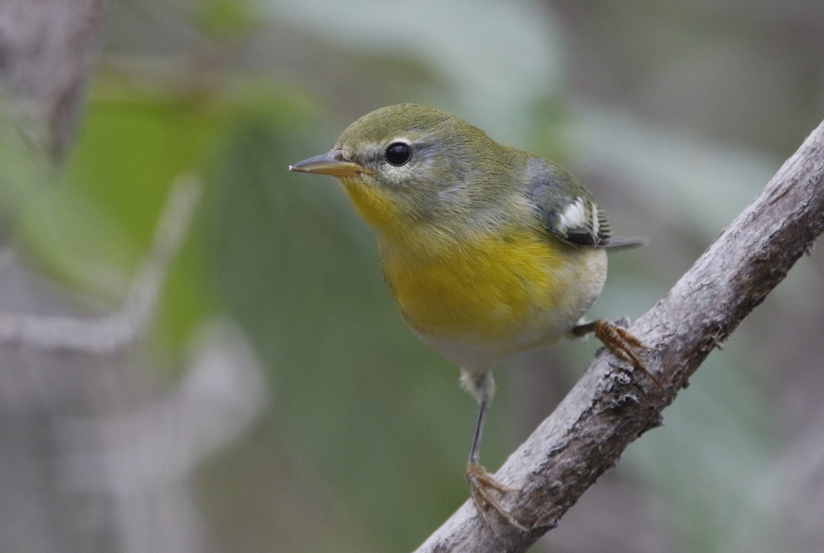 lesňáček lišejníkový - ML623779239