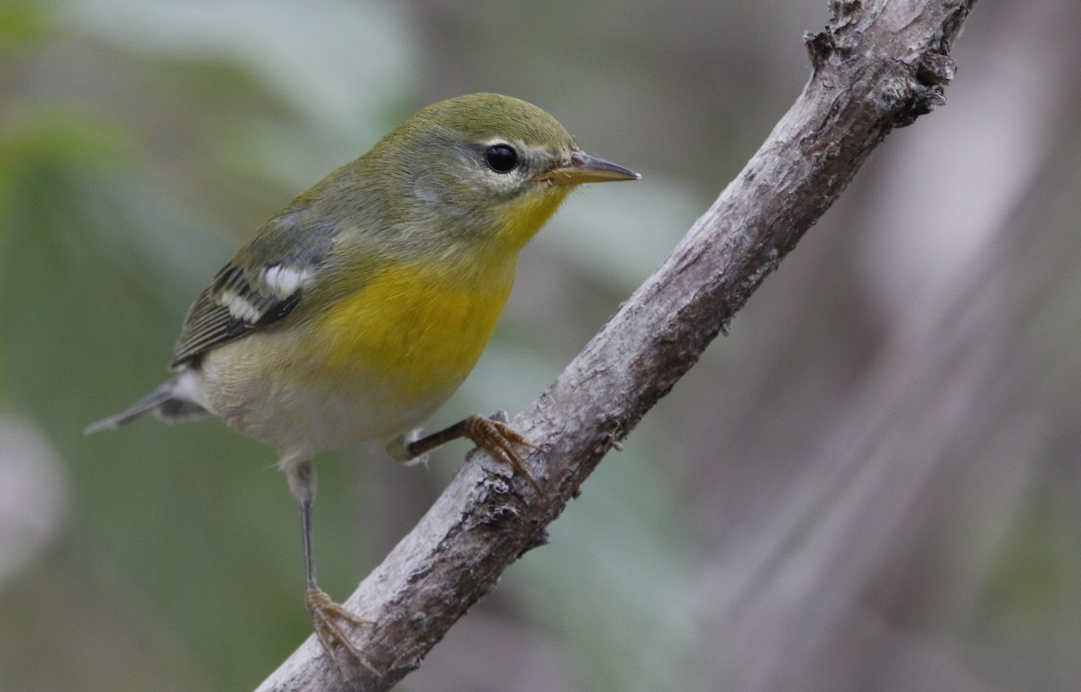 lesňáček lišejníkový - ML623779240