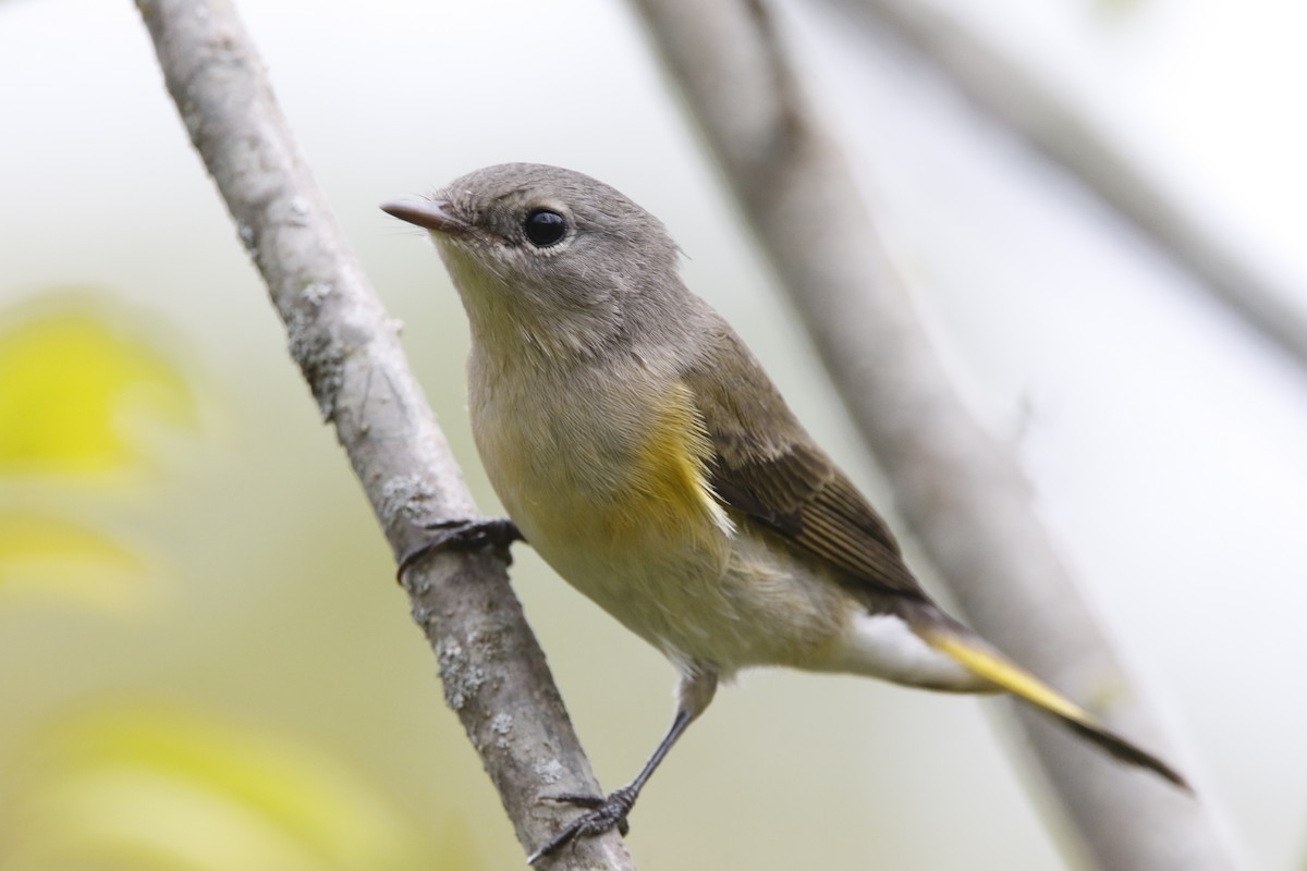 lesňáček lejsčí - ML623779247