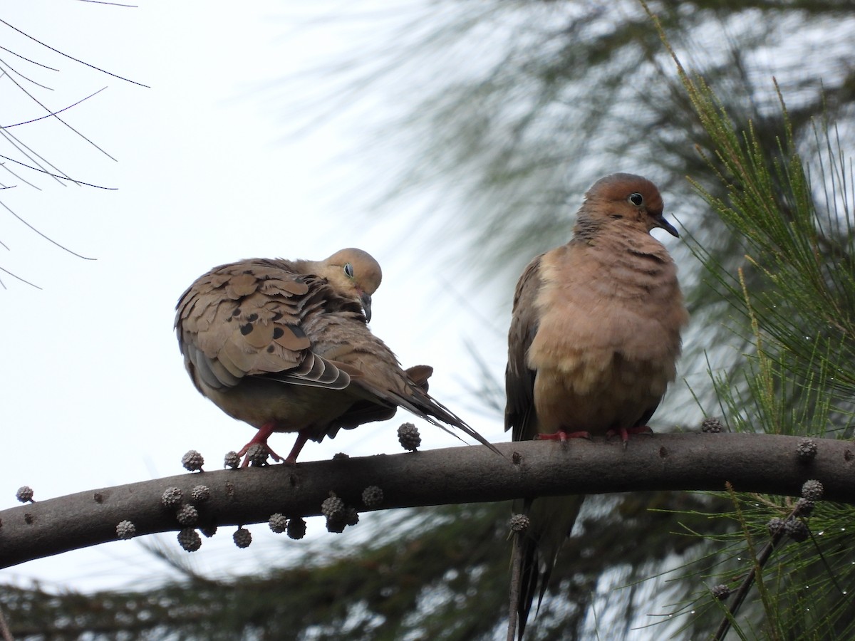 Mourning Dove - BAJIO PROFUNDO