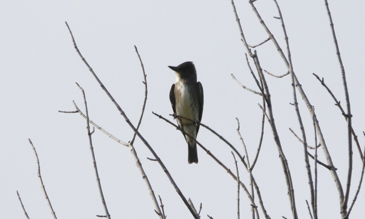 tyranovec severský - ML623779281