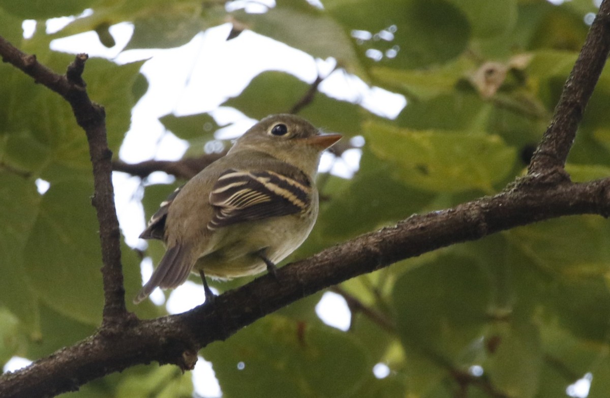 tyranovec žlutobřichý - ML623779289