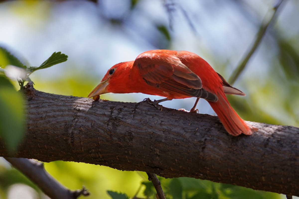 Summer Tanager - ML623779355