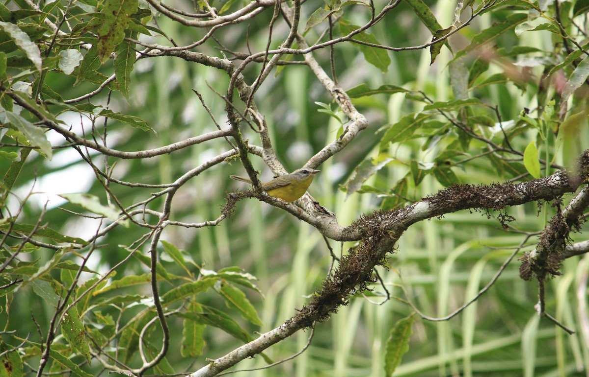 Golden-crowned Warbler (Golden-crowned) - ML623779373