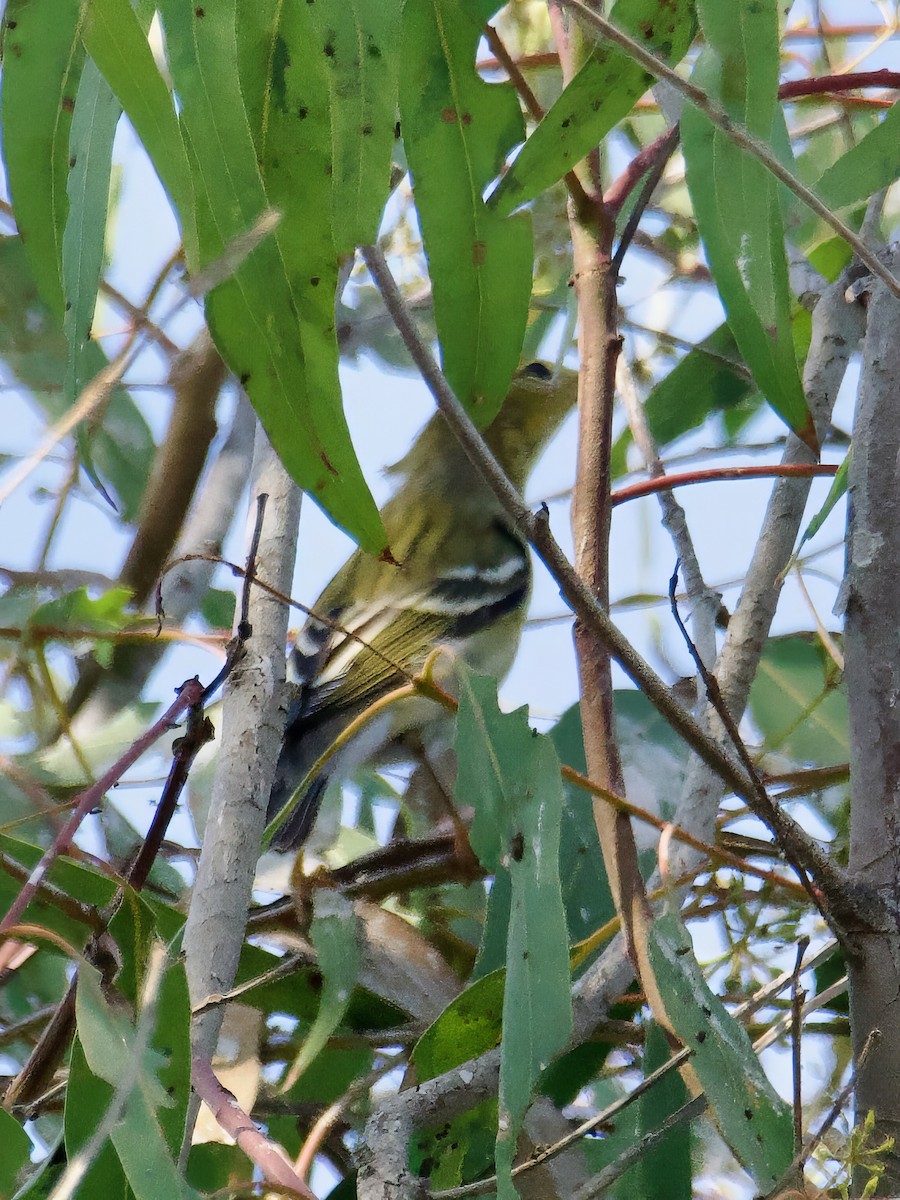 Blackpoll Warbler - ML623779385