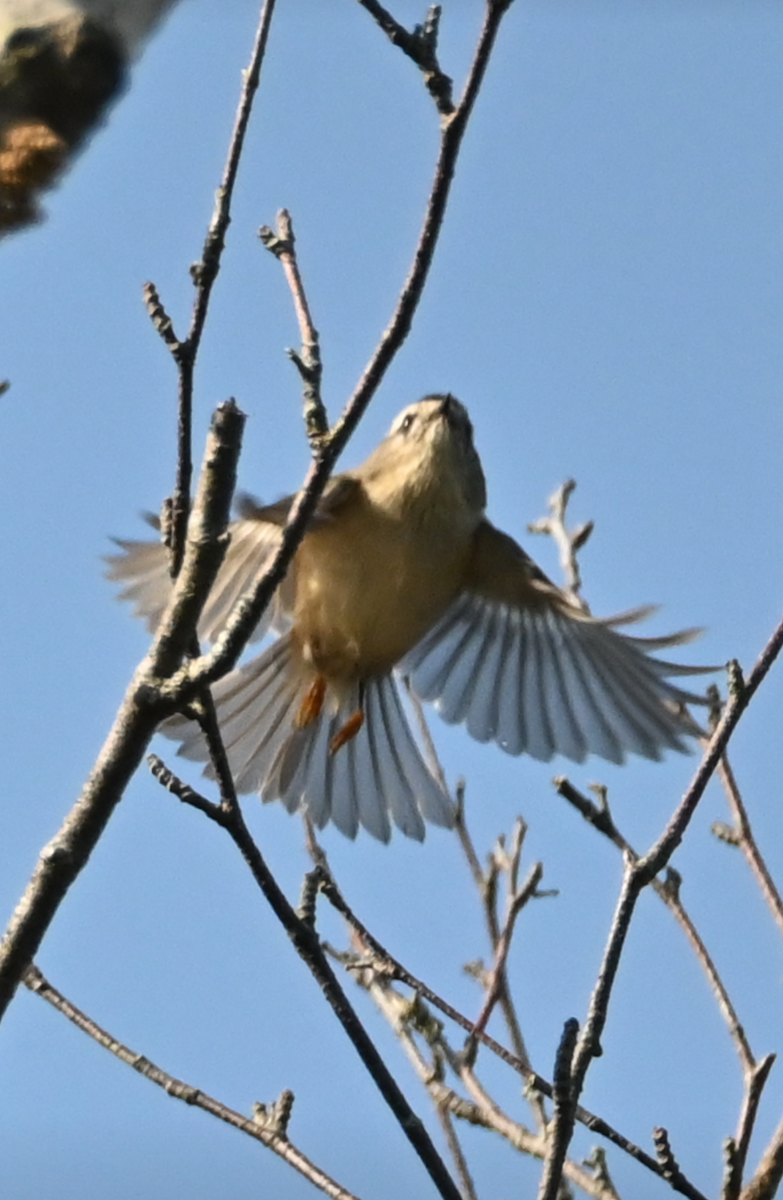 Golden-crowned Kinglet - ML623779454