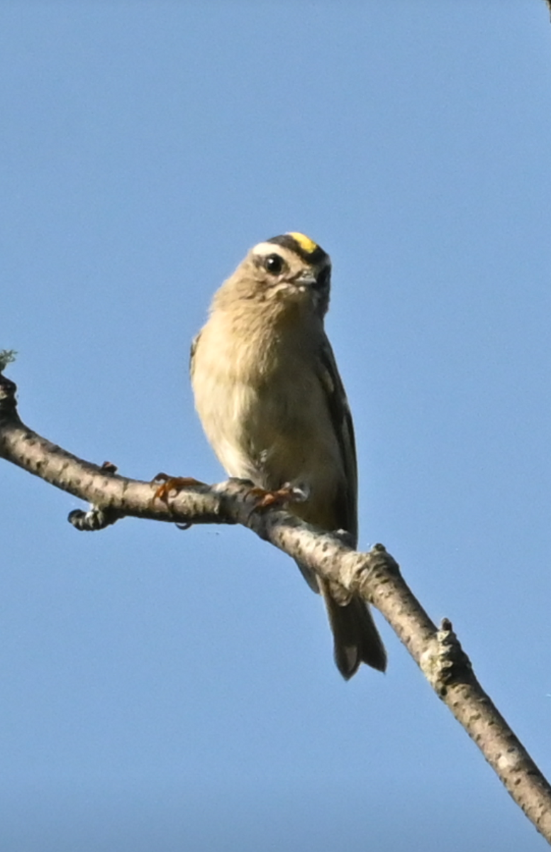 Golden-crowned Kinglet - ML623779455