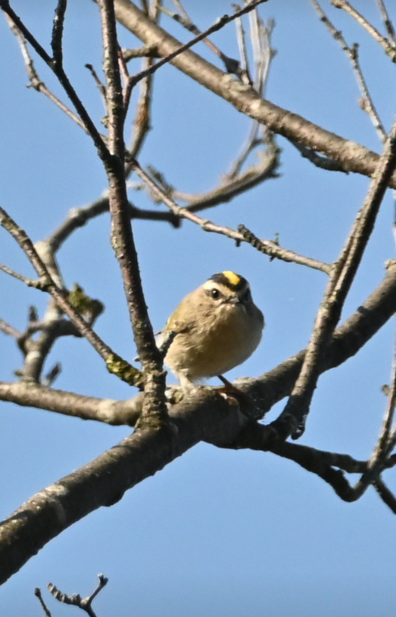 Golden-crowned Kinglet - ML623779456